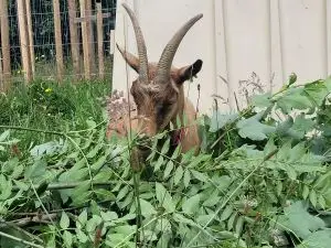 foxy eating on the farm