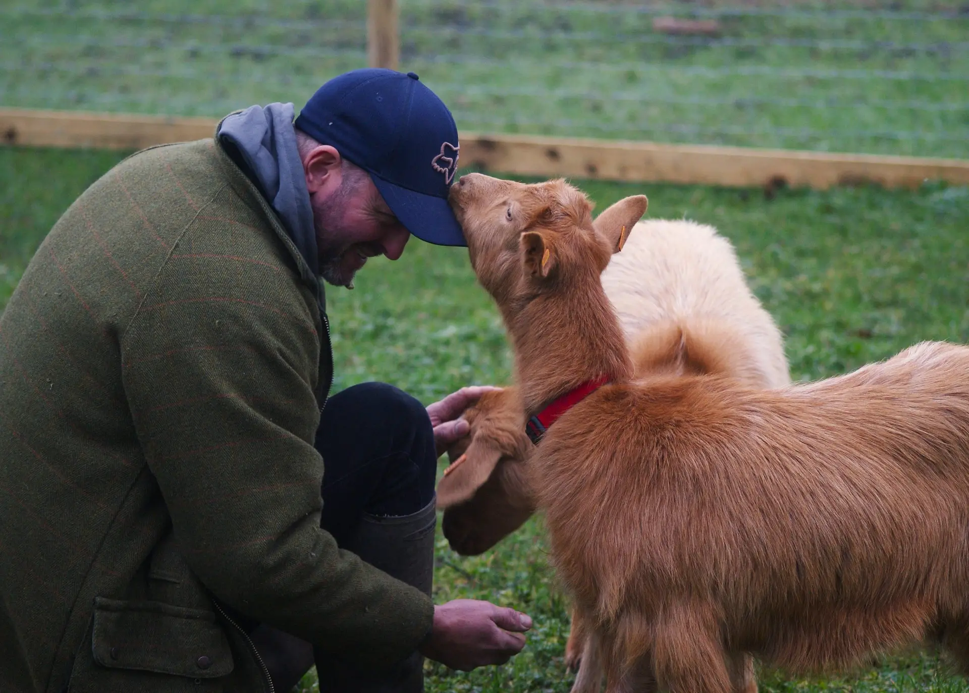 father clucker with goats