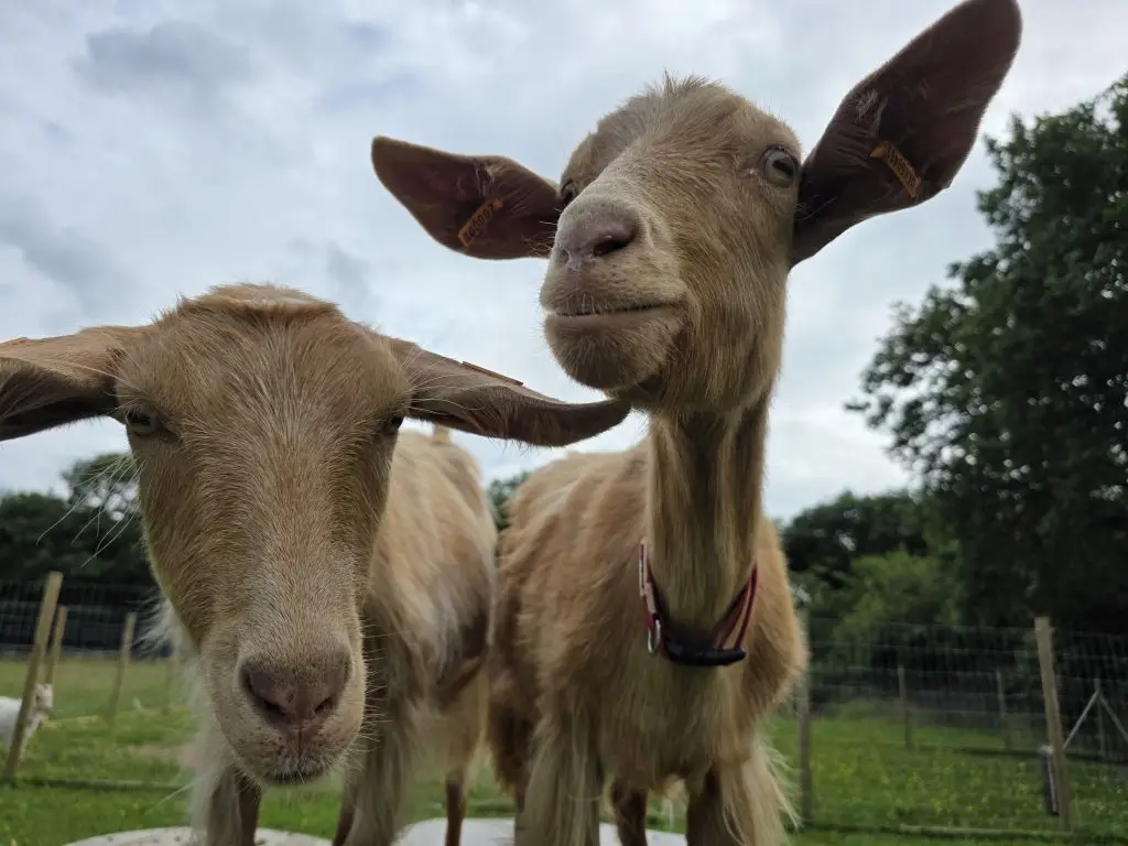 Mother Clucking Farm - Handcrafted Goat Milk Skincare