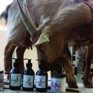 Goats milk liquid soap