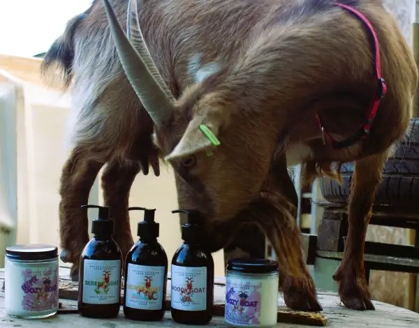 foxy with new liquid soap