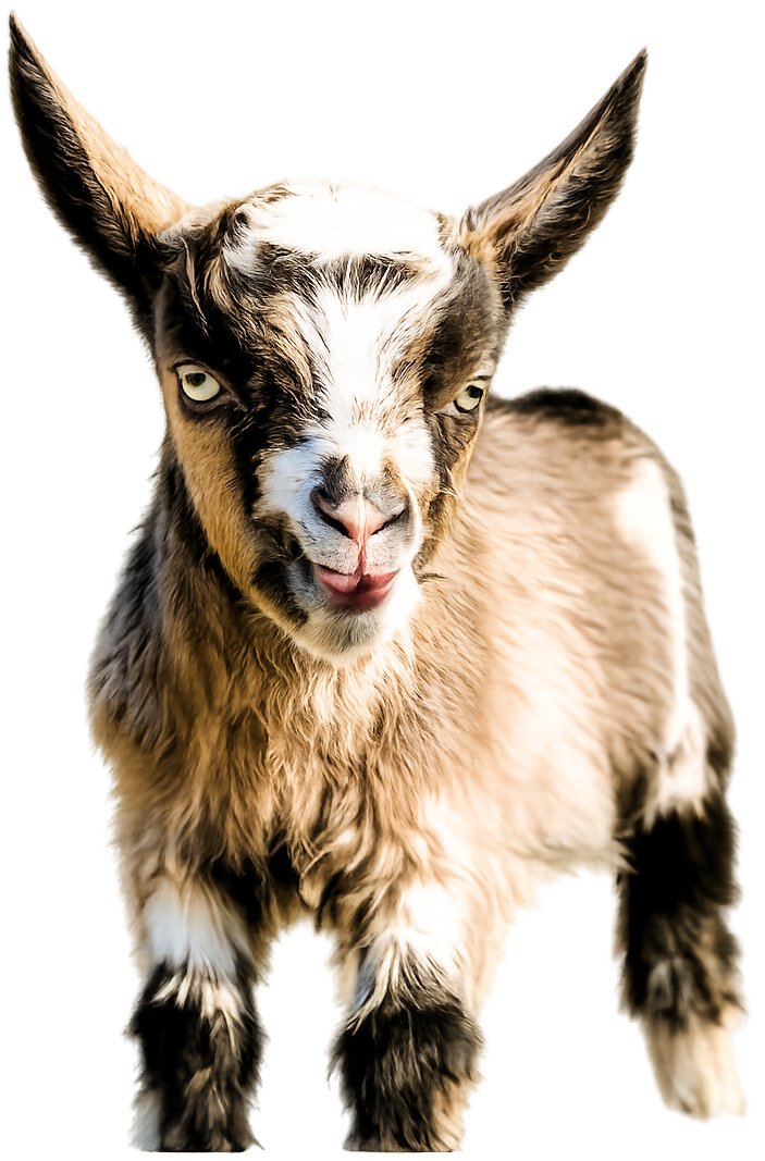 Mother Clucking Farm - Handcrafted Goat Milk Skincare
