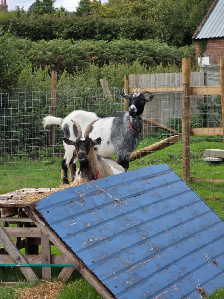 Mother Clucking Farm - Handcrafted Goat Milk Skincare
