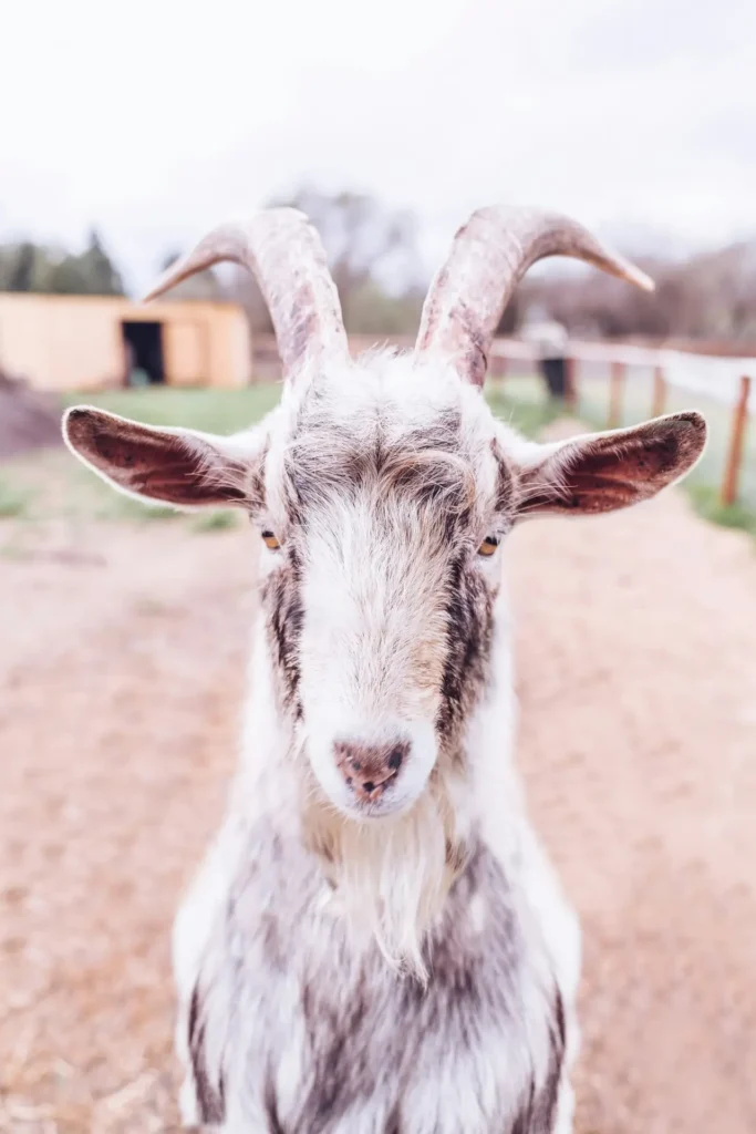 Mother Clucking Farm - Handcrafted Goat Milk Skincare